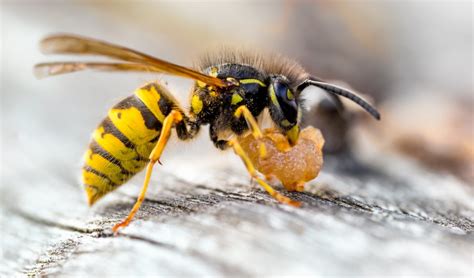 pictures of wasps and hornets